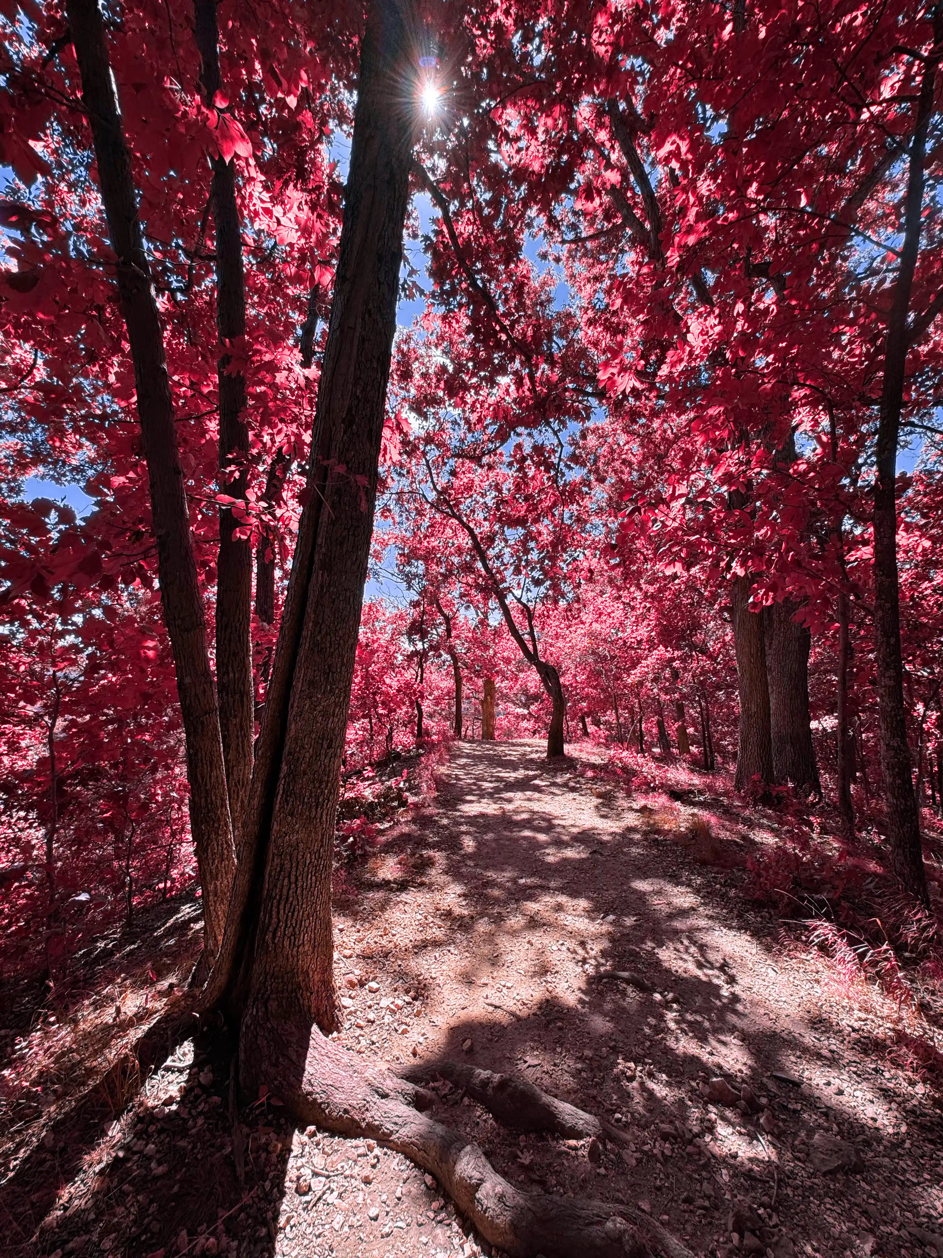 Image of Castlewood Tree Hunched Sunlight (Red) print.