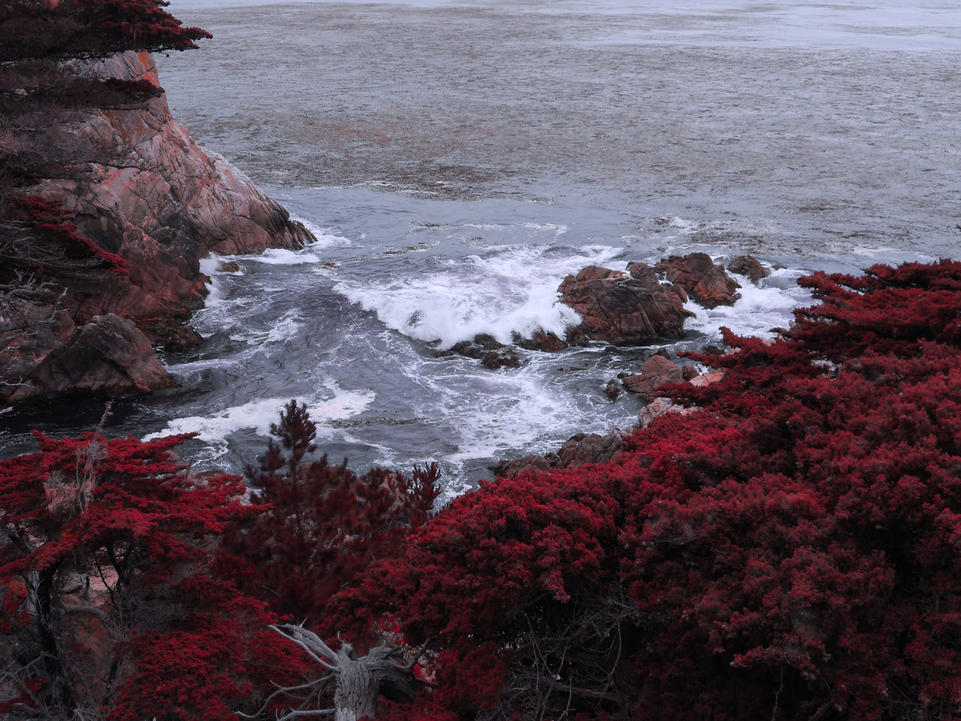Image of Joshua Tree Ocean (Red) print.