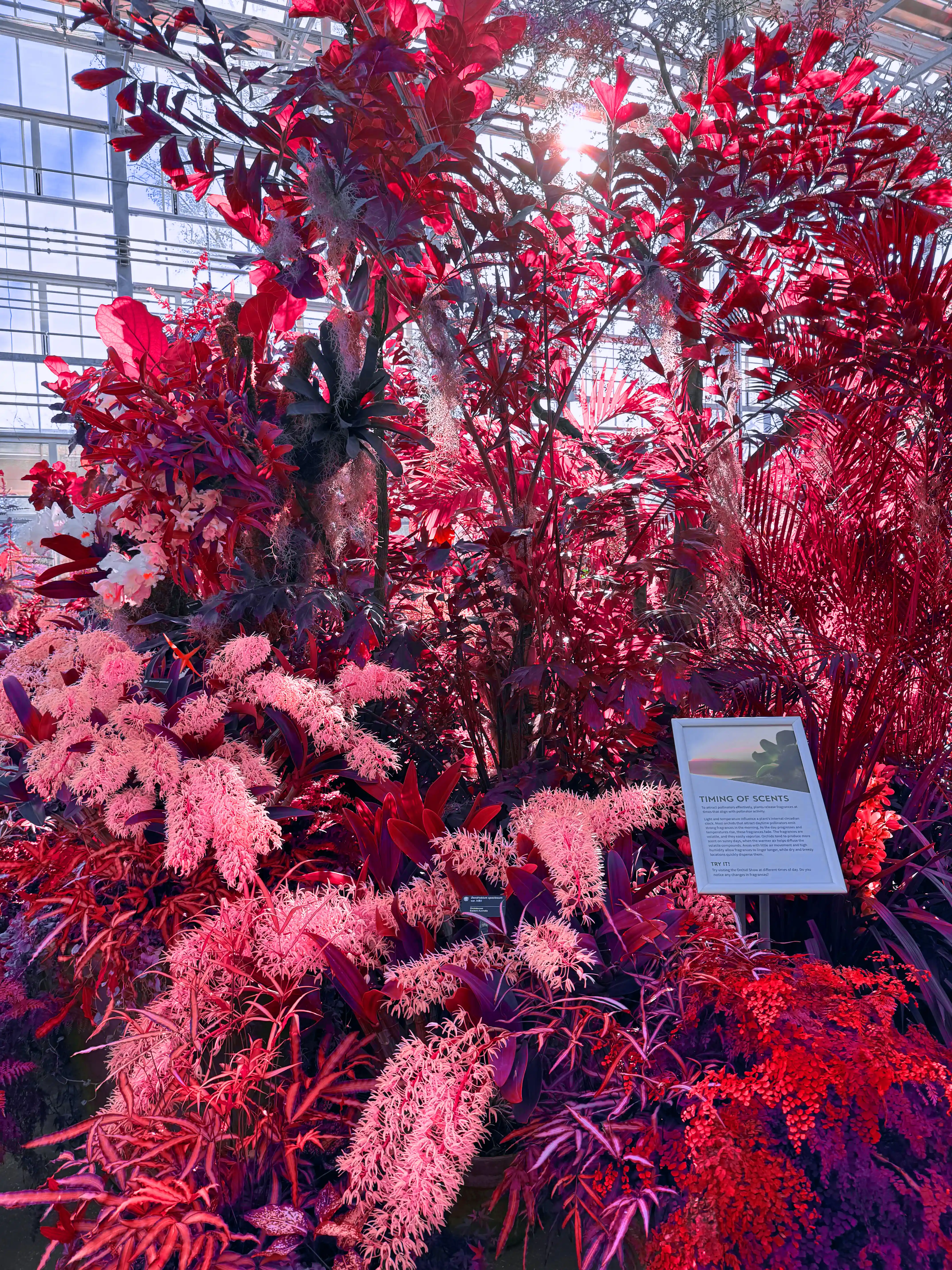 Image of Orchid Show Entrance Sunlight (Red) print.