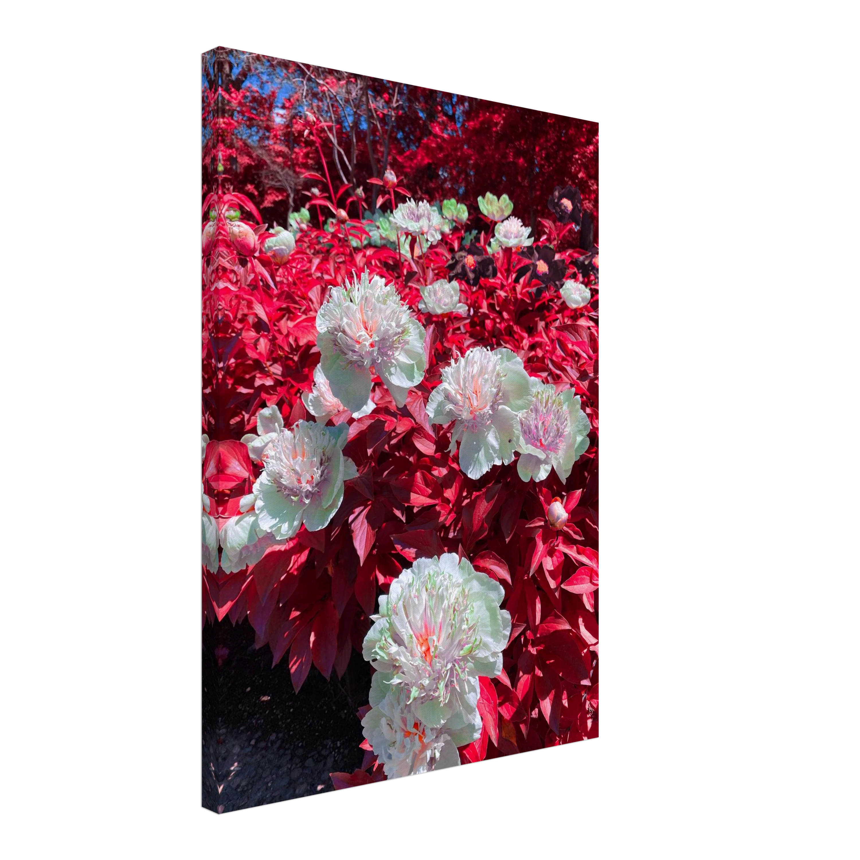 print with a transparent background.
