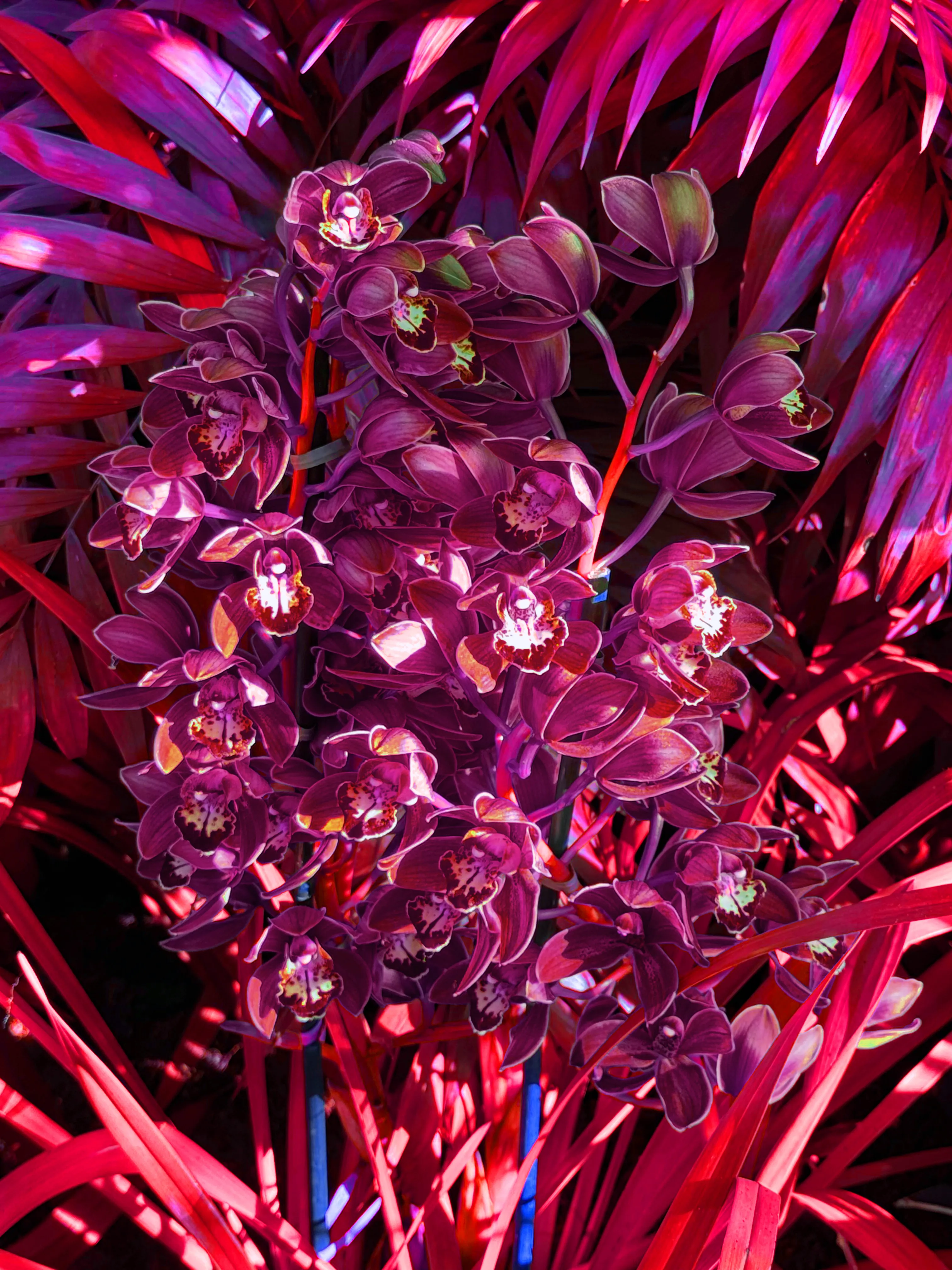 Image of Several Red Orchids (Red) print.