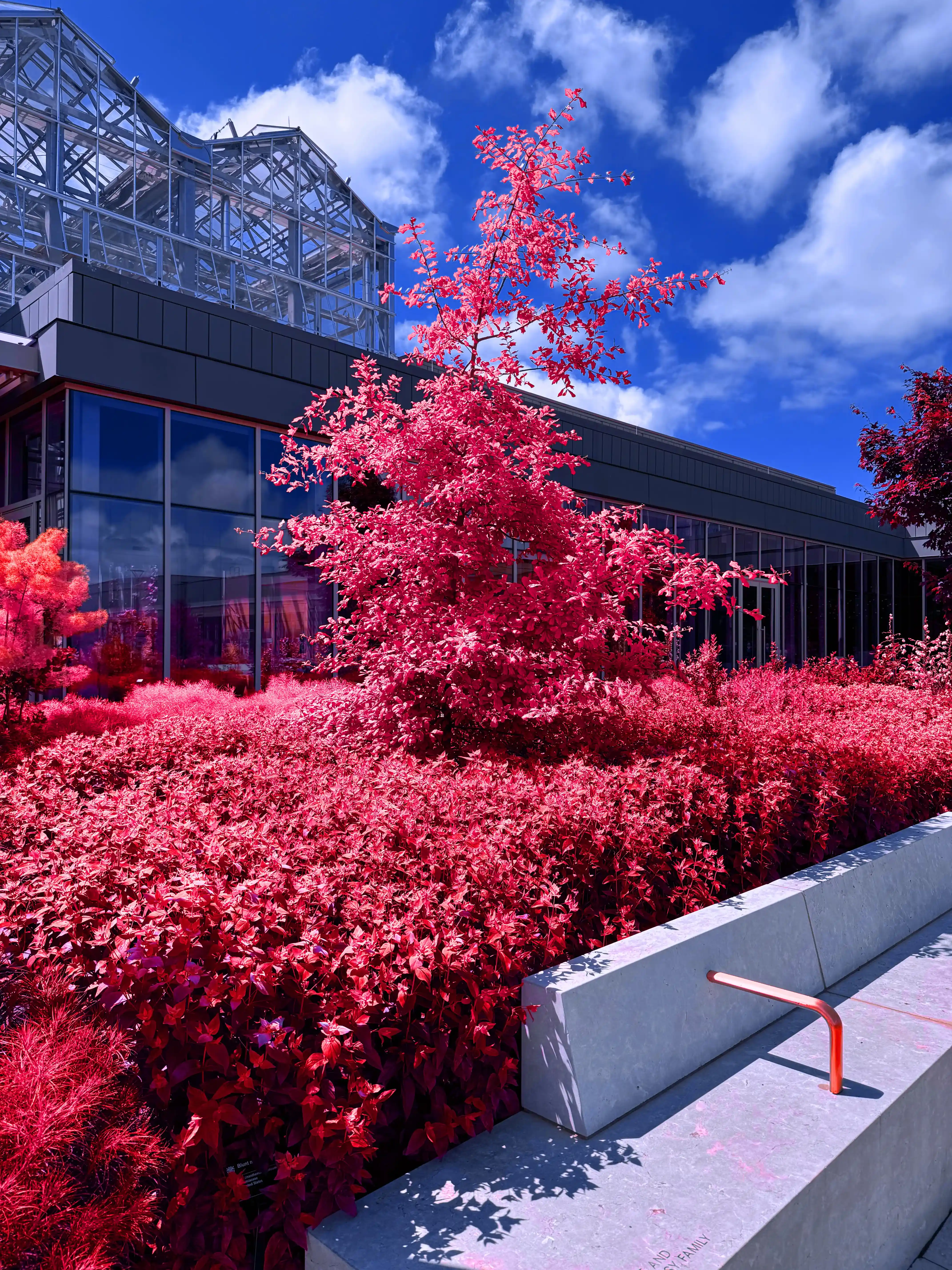 Image of Tree Against Building (Red) print.