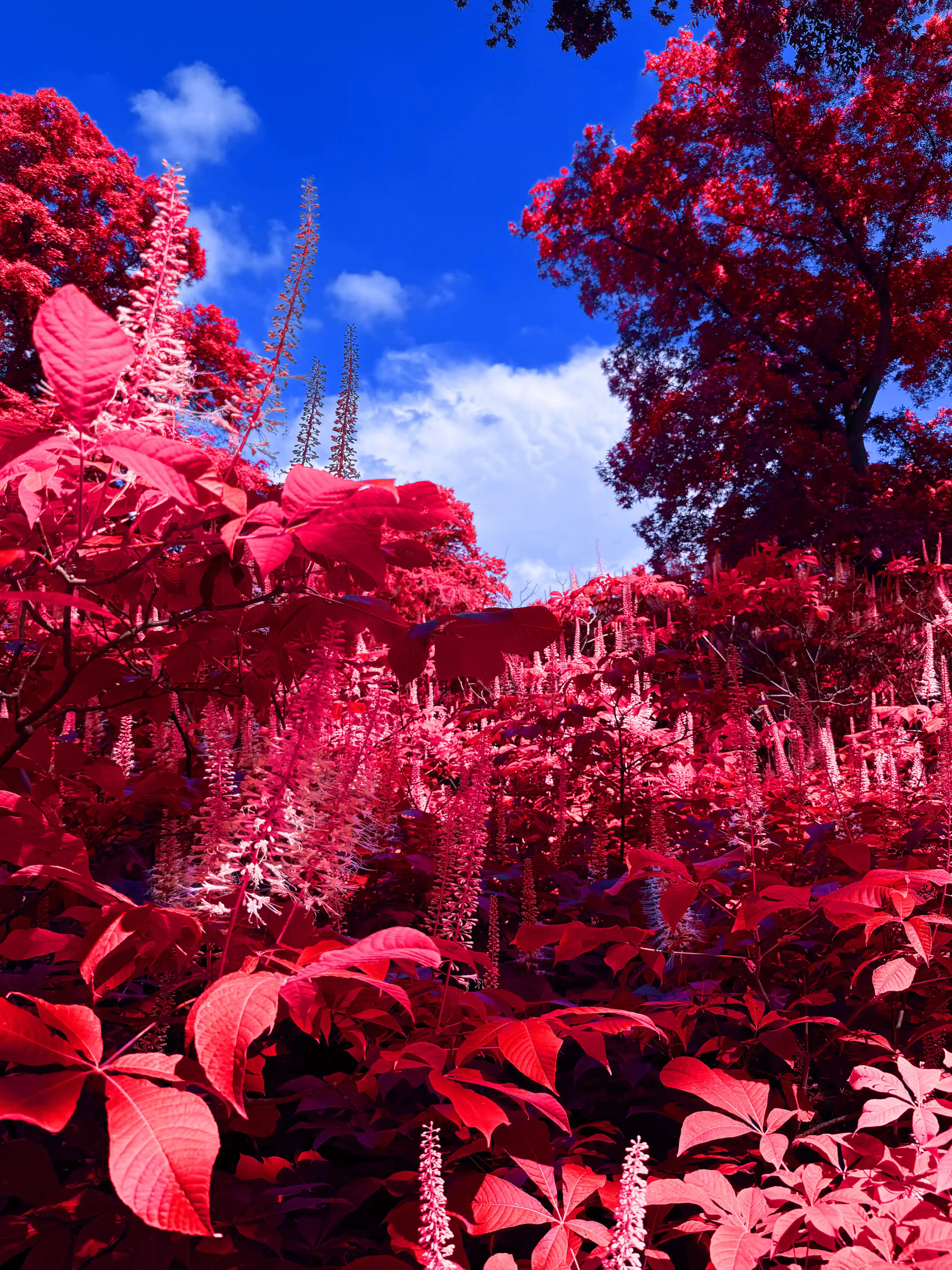 Image of Under Cover Prairie Meets Sky (Red) print.