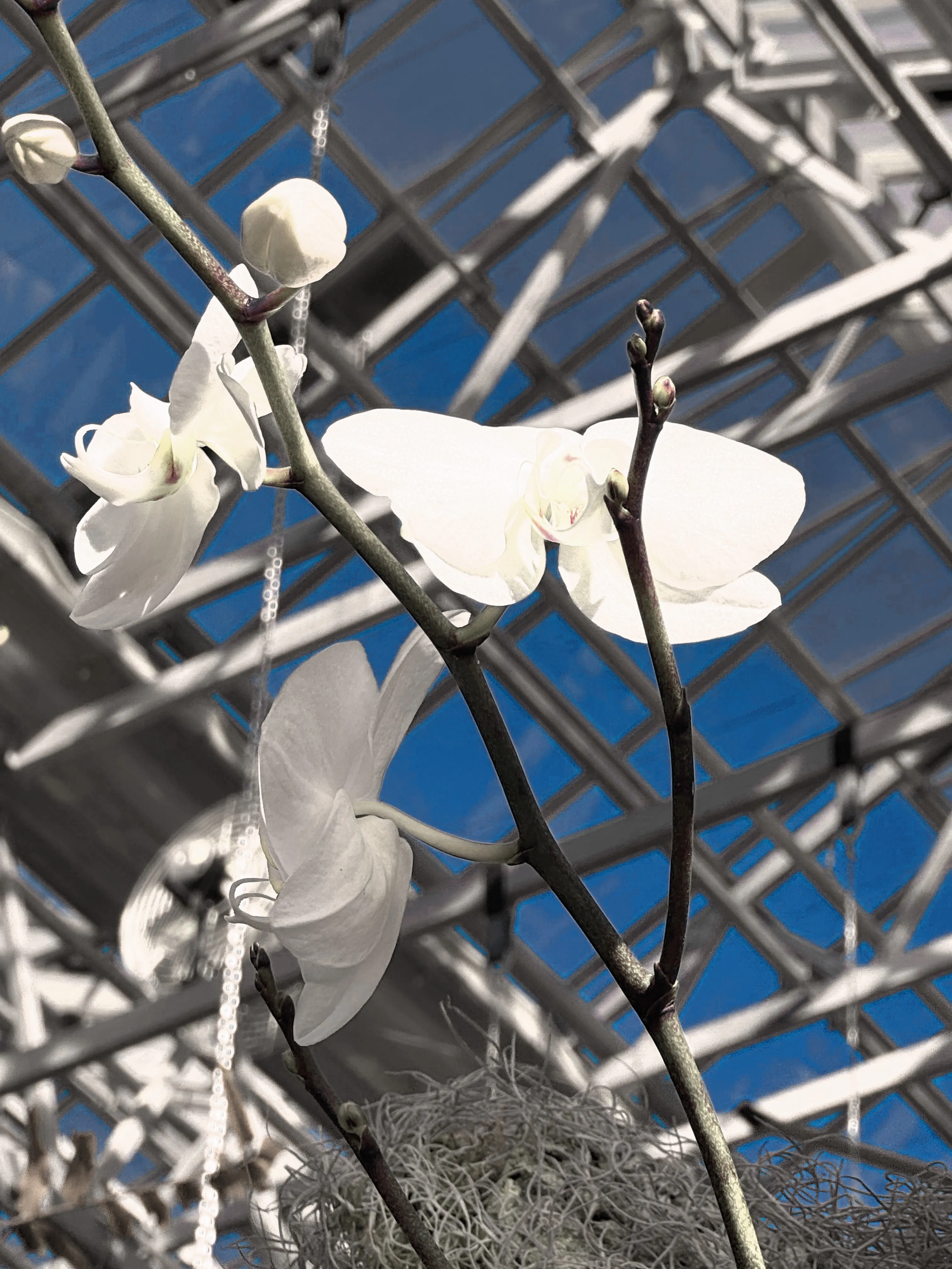 Image of White Orchid Skylight (White) print.