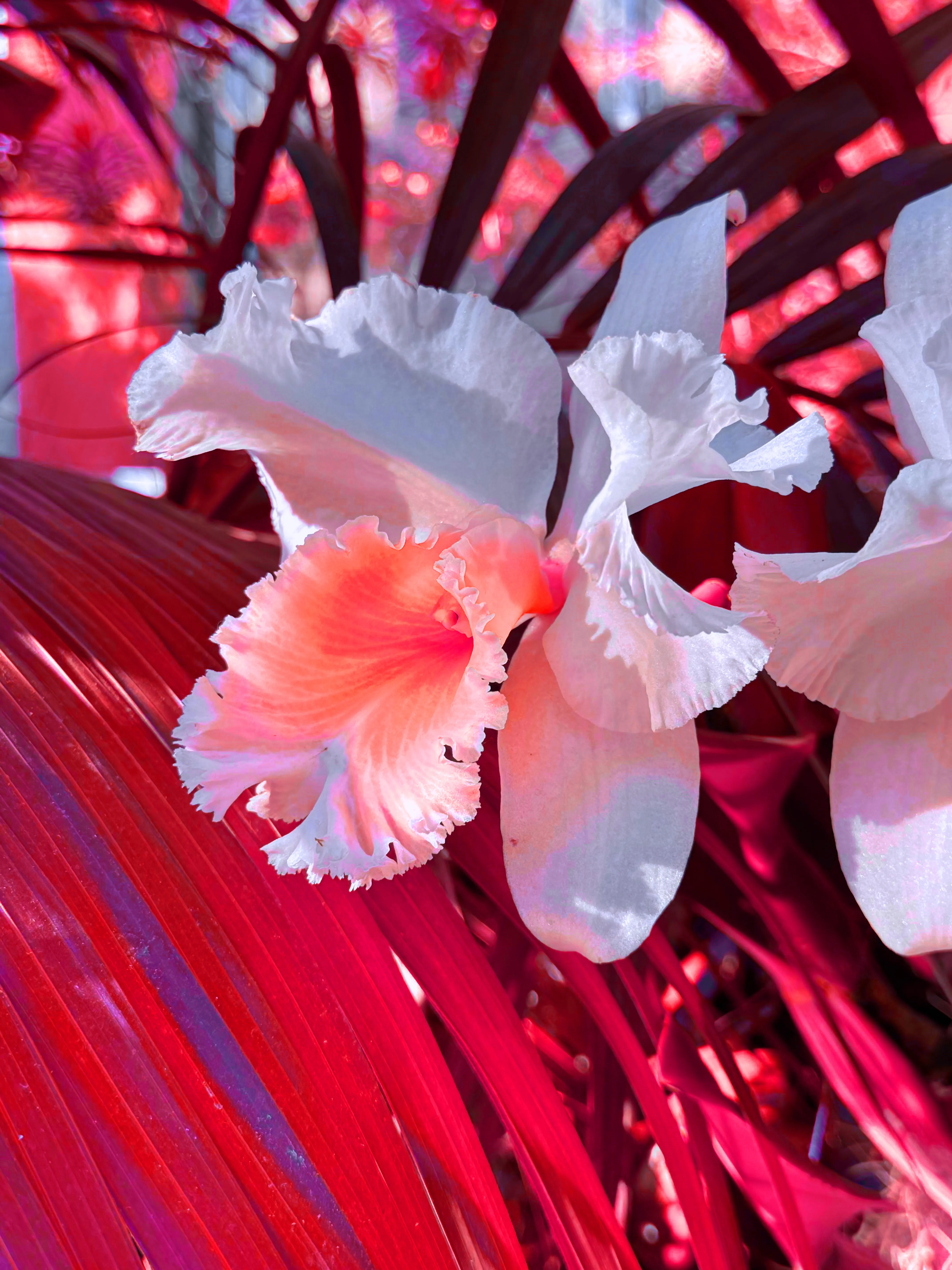 Image of White Single Orchid Sunlight (Red) print.
