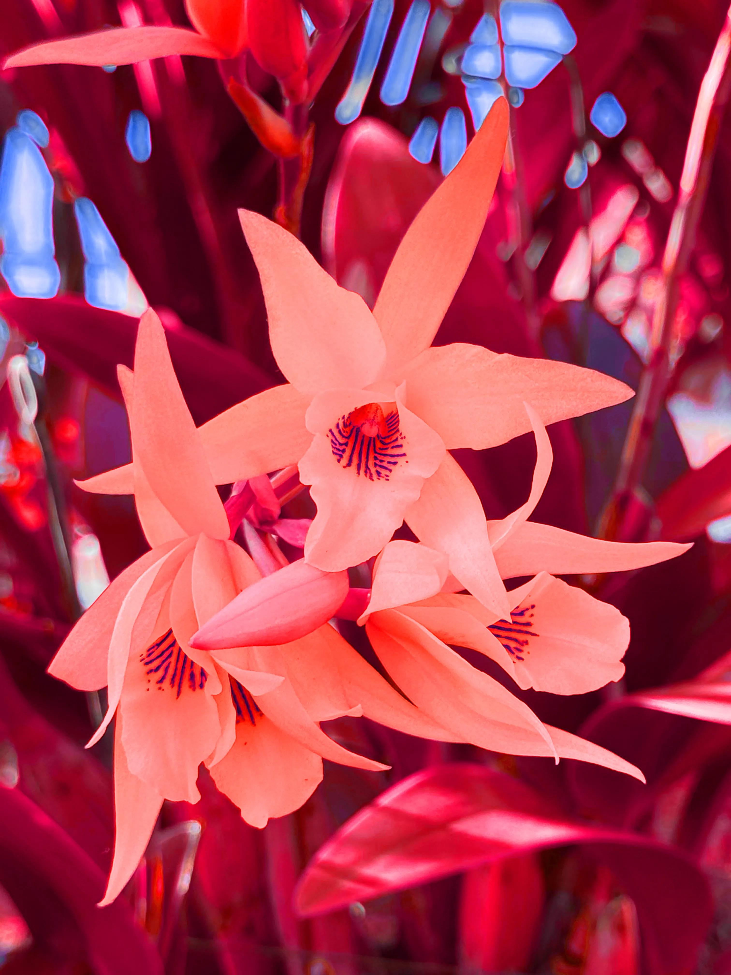 Image of Yellow Orchid Bunch (Red) print.
